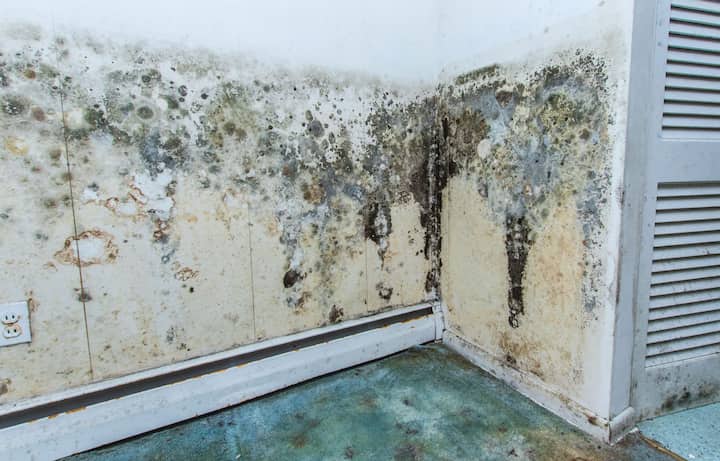residential mold removal experts in Waverly